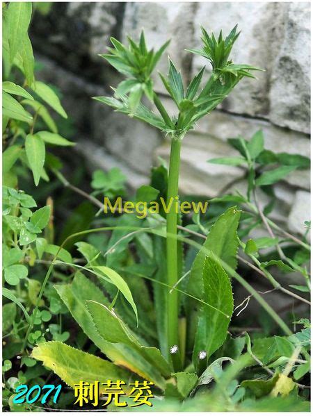 刺芫荽繁殖|如何照護刺芫荽？多年生草本植物的播種與分株繁殖全攻略